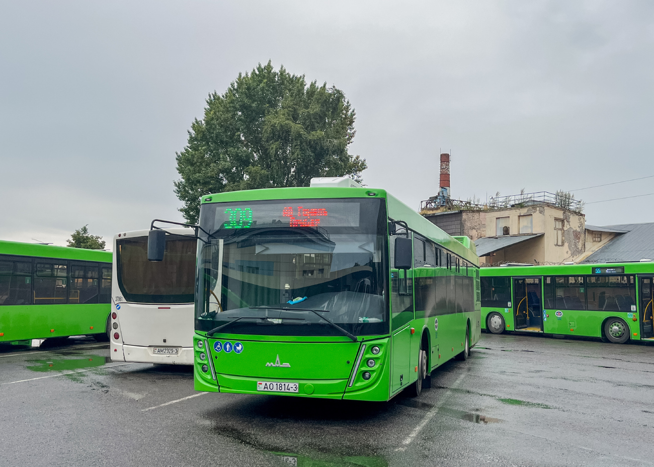 Gomiel, MAZ-203.047 # 037389